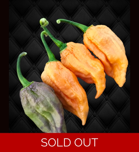 GHOST YAKI ORANGE (f8) -> 10+seeds